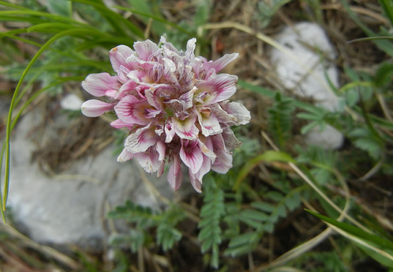 Anthyllis montana / Vulneraria montana