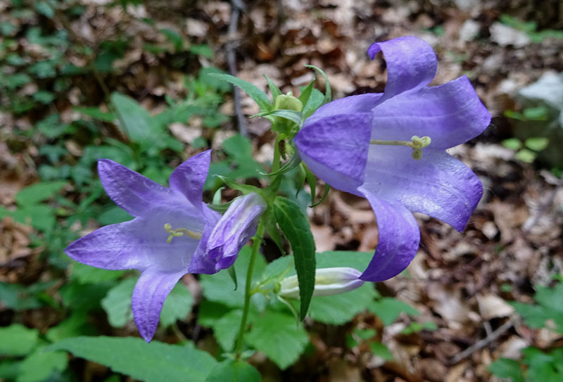 Campanula trachelium / Campanula selvatica