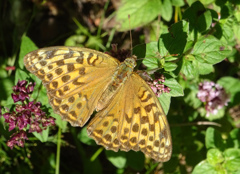 Argynnis paphia,f.- Nymphalidae...dal Trentino