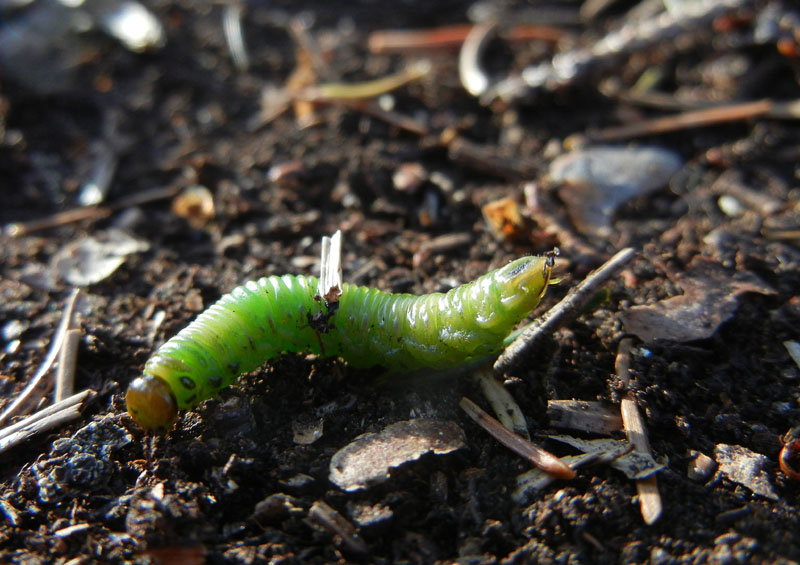 non so dove postare....... (larva di Pamphilidae?)