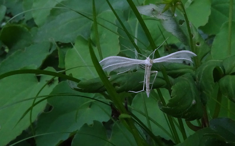 Pterophorus pentadactyla