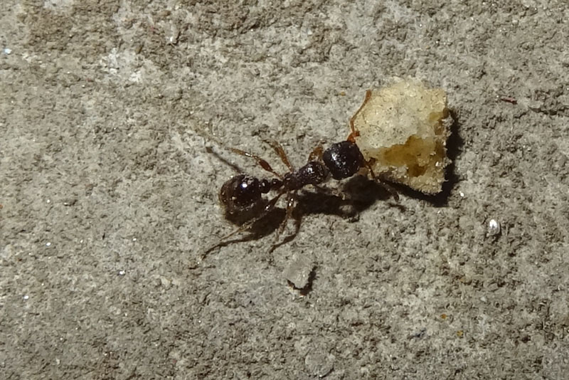 Tetramorium sp. - Formicidae