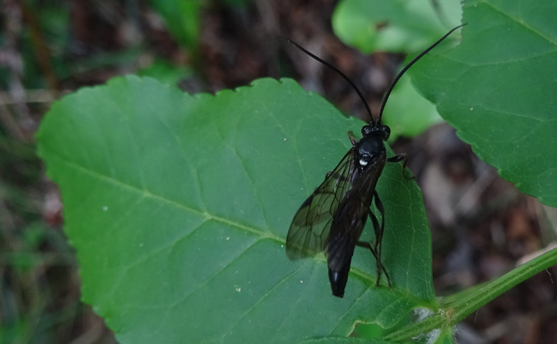 Ichneumonidae da determinare..........