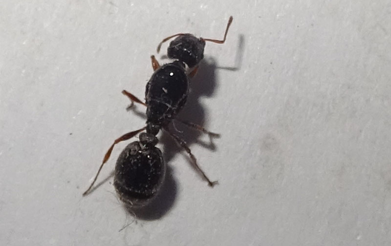 Regina di Tetramorium sp. -  Formicidae