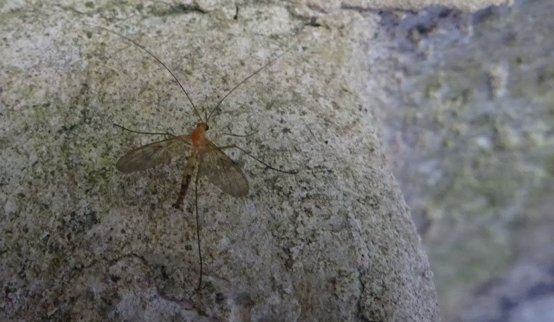 Macrocera sp. - Keroplatidae