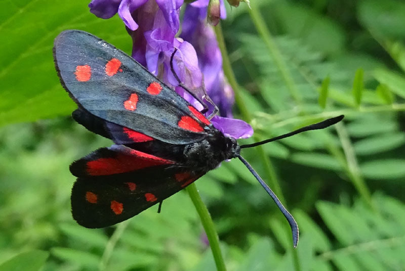 Zygaena transalpina