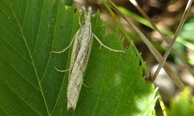 Agriphila inquinatella - Crambidae