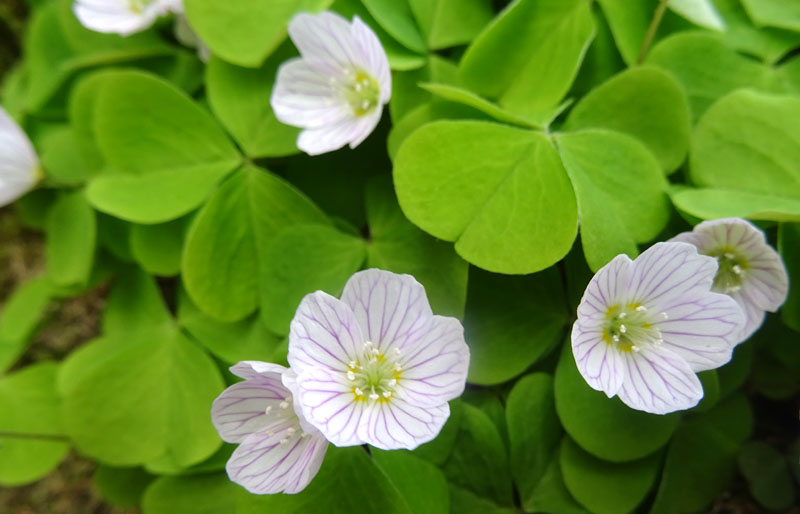 Oxalis acetosella / Acetosella dei boschi