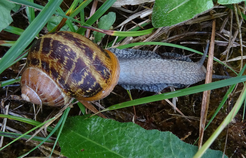 Helicidae: Cornu aspersum......al mare (AN)