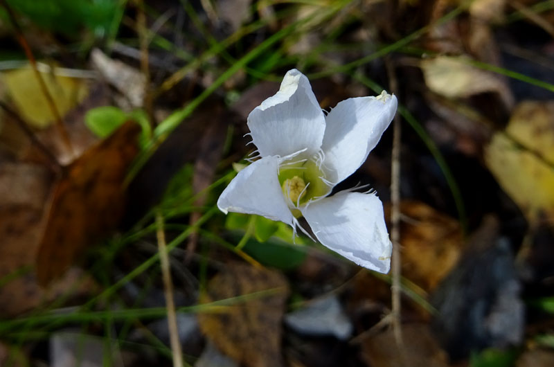 Gentianopsis ciliata - Gentianaceae