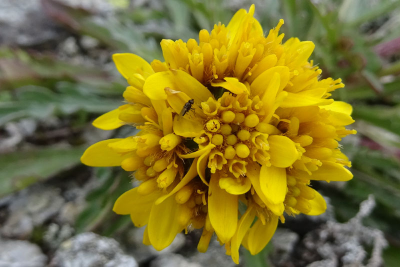 Jacobaea incana / Senecio canuto