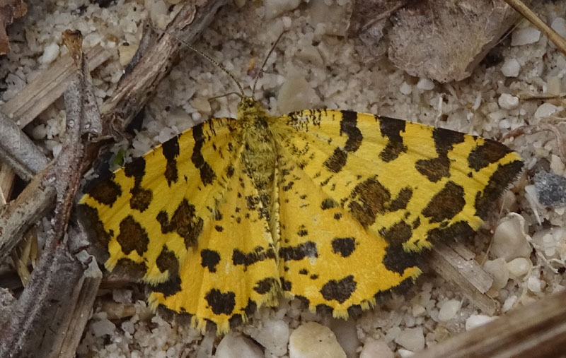 Pseudopanthera macularia - Geometridae