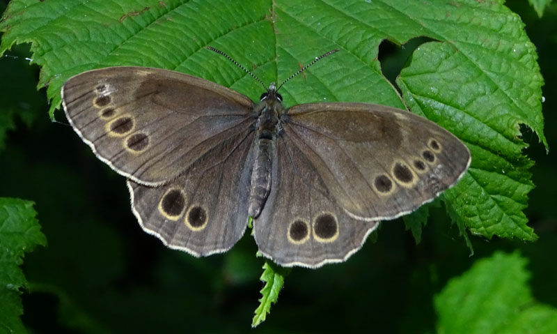 Lopinga achine - Nymphalidae Satyrinae