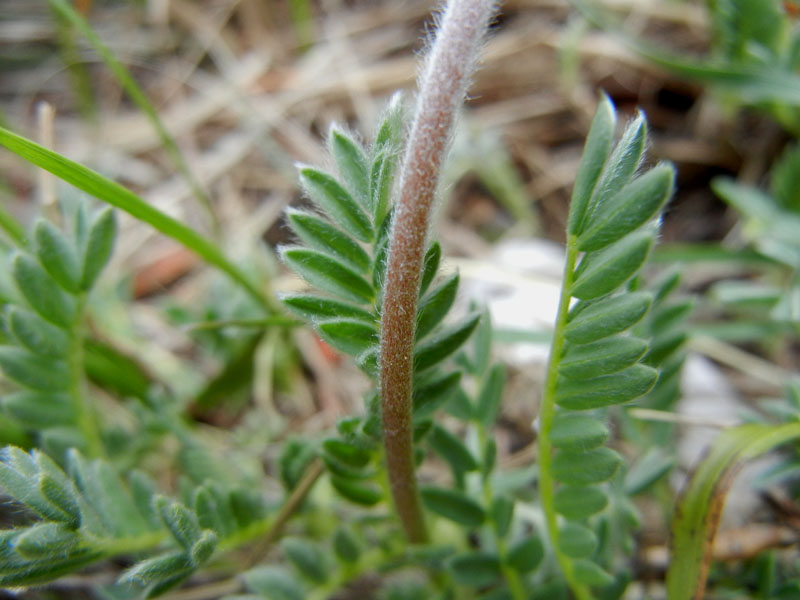 Anthyllis montana / Vulneraria montana