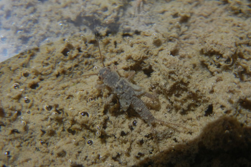 Ninfa di Plecottero Perlodidae....dal Trentino