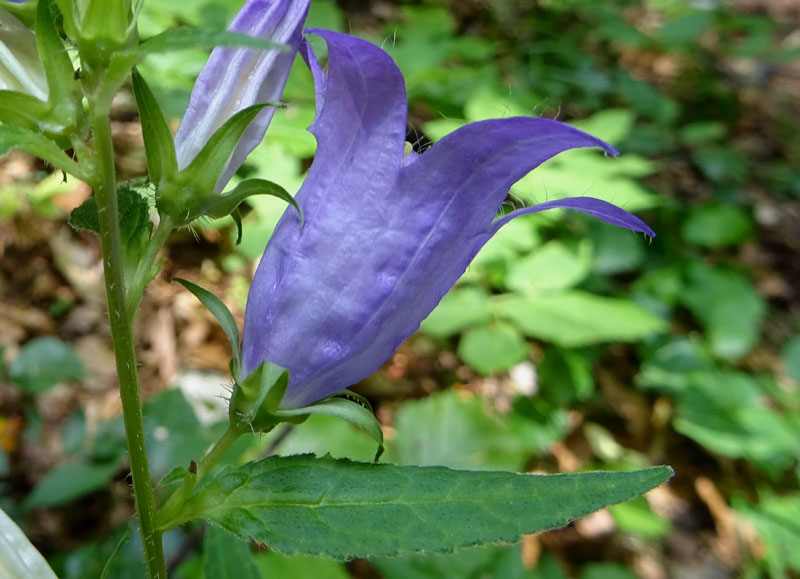 Campanula trachelium / Campanula selvatica