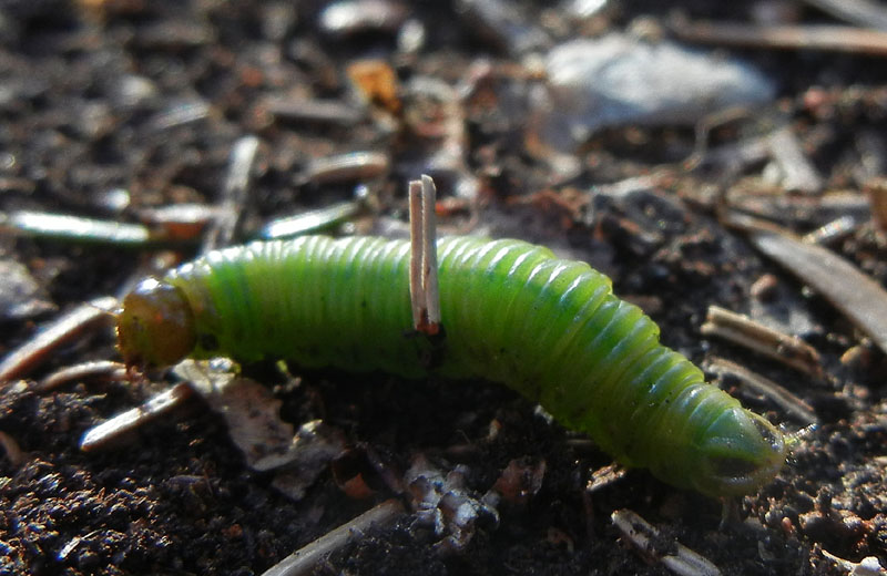 non so dove postare....... (larva di Pamphilidae?)