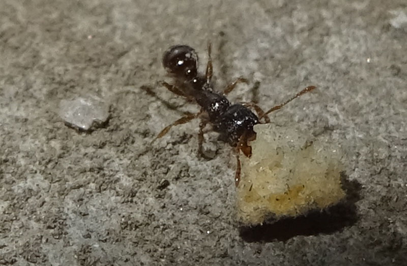 Tetramorium sp. - Formicidae