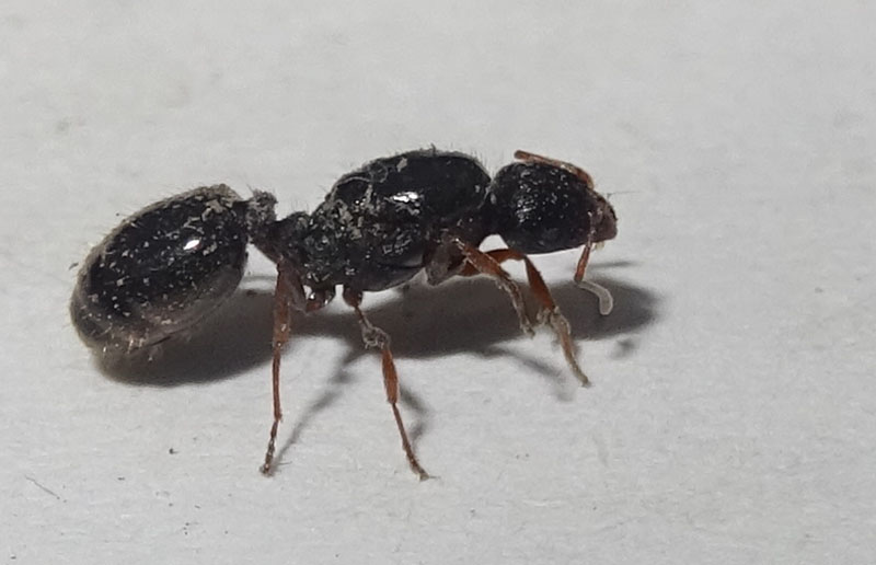 Regina di Tetramorium sp. -  Formicidae