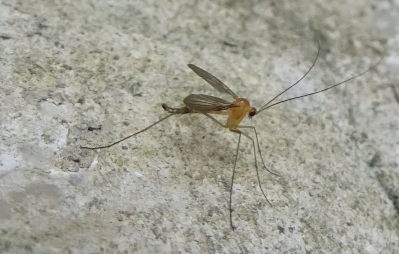 Macrocera sp. - Keroplatidae