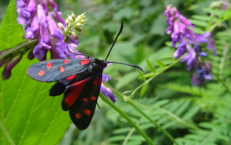 Zygaena transalpina