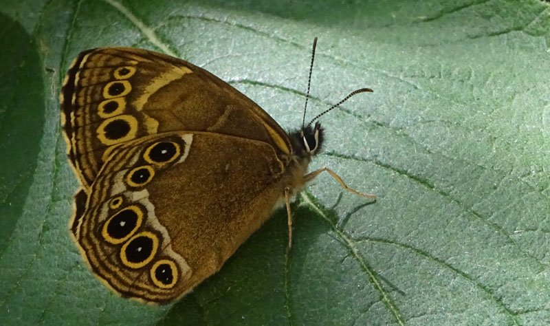 Lopinga achine - Nymphalidae Satyrinae