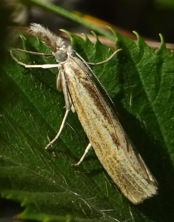 Agriphila inquinatella - Crambidae