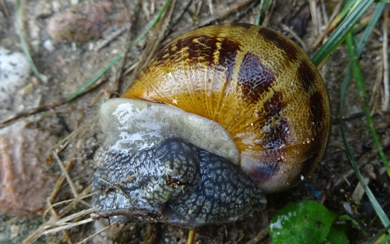 Helicidae: Cornu aspersum......al mare (AN)