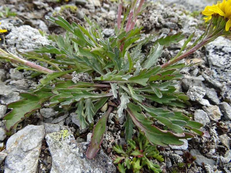 Jacobaea incana / Senecio canuto