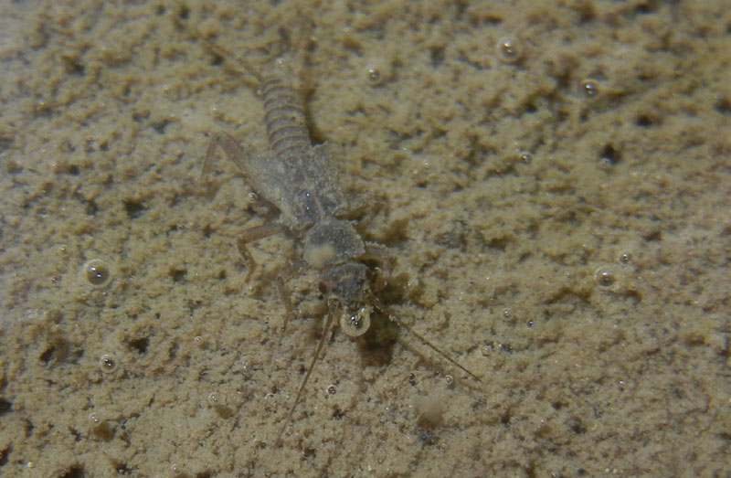 Ninfa di Plecottero Perlodidae....dal Trentino