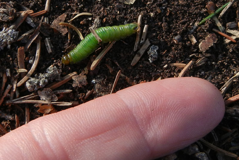 non so dove postare....... (larva di Pamphilidae?)