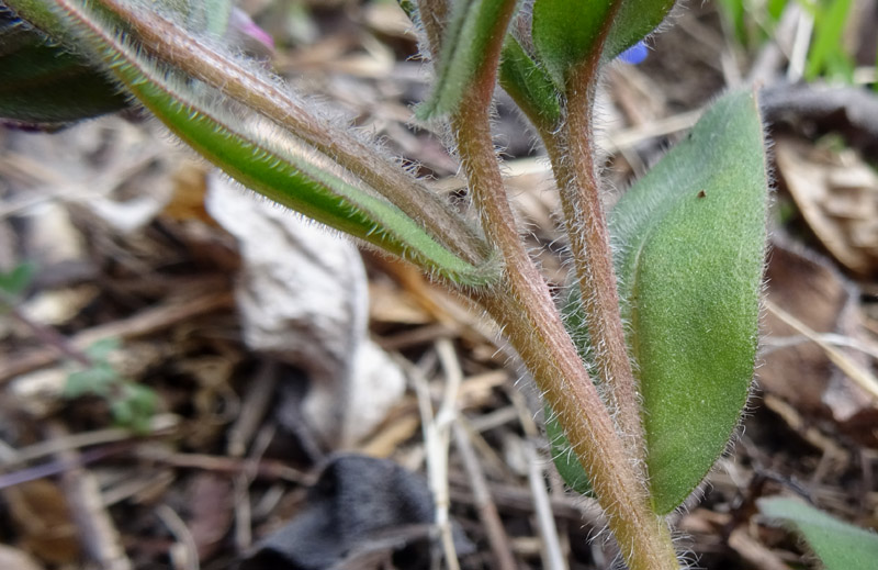 Pulmonaria australis - Boraginaceae