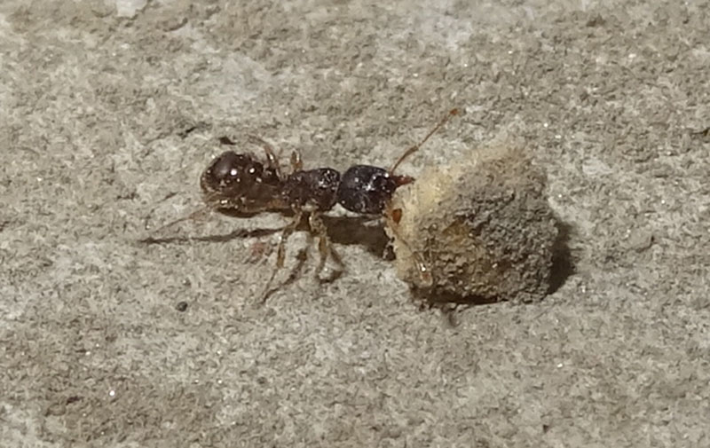 Tetramorium sp. - Formicidae