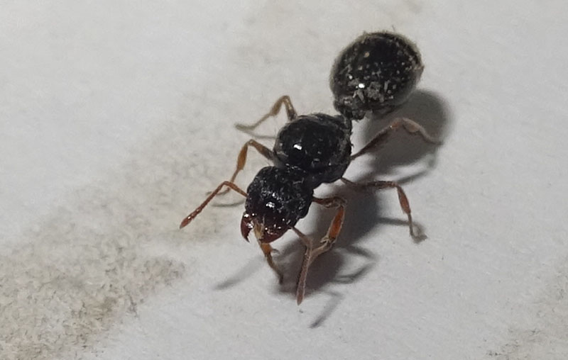 Regina di Tetramorium sp. -  Formicidae