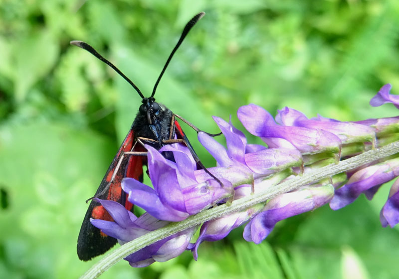 Zygaena transalpina