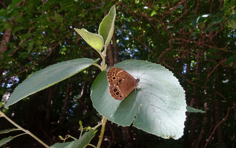 Lopinga achine - Nymphalidae Satyrinae