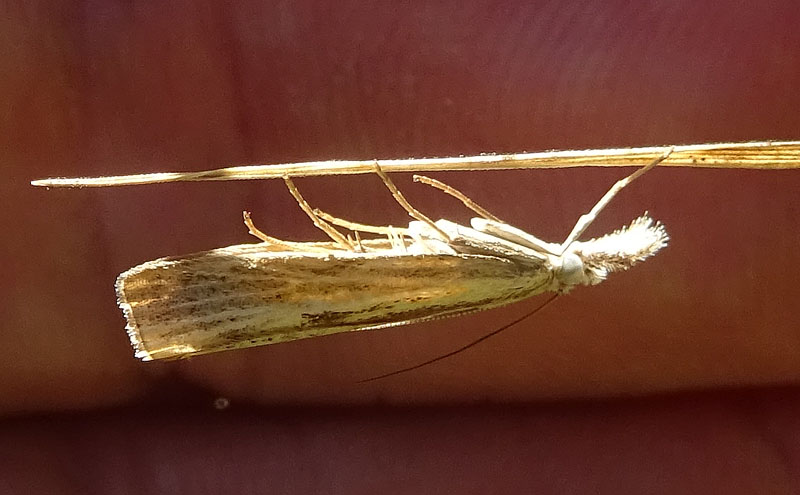 Agriphila inquinatella - Crambidae