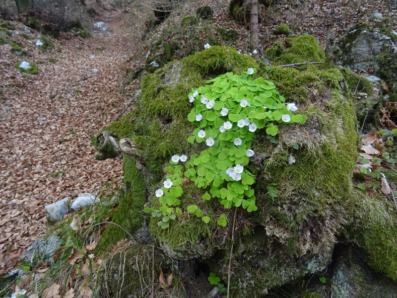 Oxalis acetosella / Acetosella dei boschi