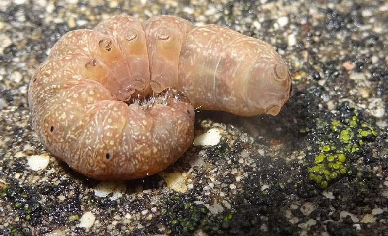 probabile: bruco di Conistra (Dasycampa) erythrocephala