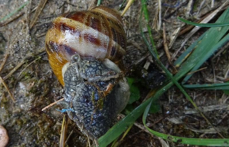 Helicidae: Cornu aspersum......al mare (AN)