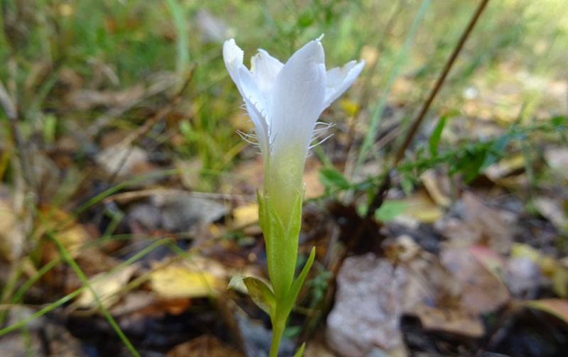 Gentianopsis ciliata - Gentianaceae