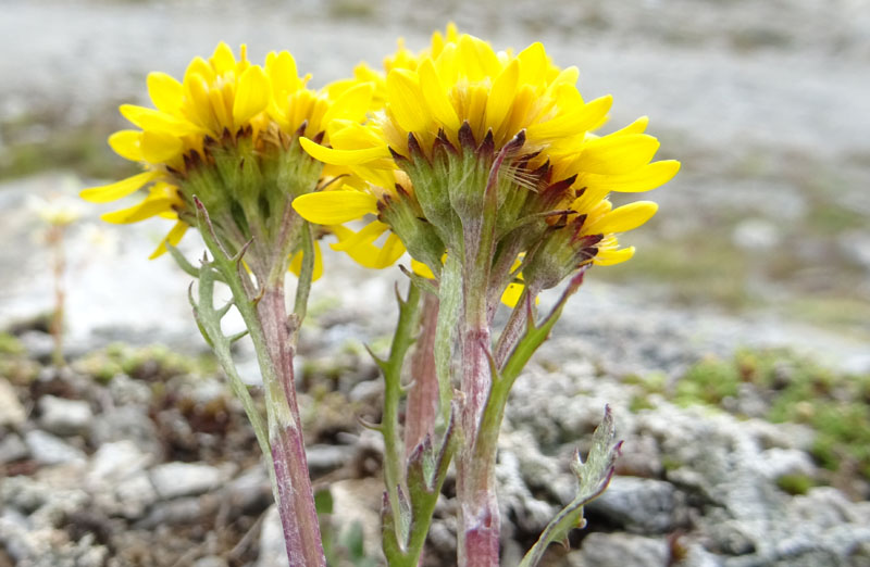 Jacobaea incana / Senecio canuto