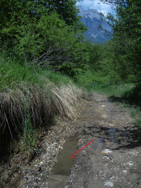 Ninfa di Plecottero Perlodidae....dal Trentino