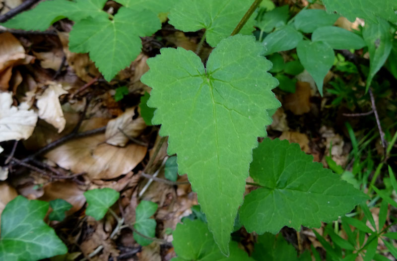 Campanula trachelium / Campanula selvatica