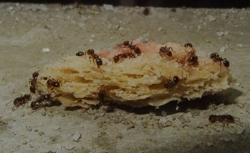 Tetramorium sp. - Formicidae