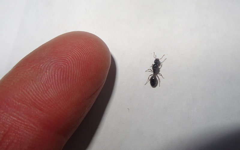 Regina di Tetramorium sp. -  Formicidae