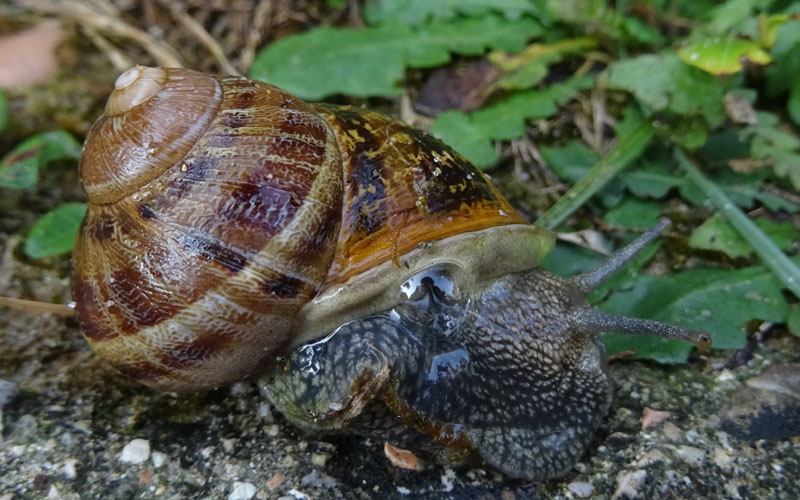 Helicidae: Cornu aspersum......al mare (AN)