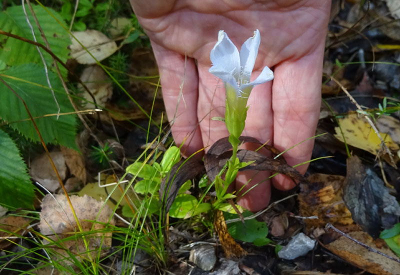 Gentianopsis ciliata - Gentianaceae