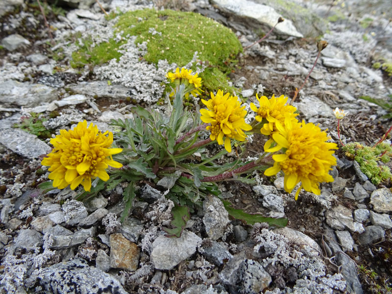 Jacobaea incana / Senecio canuto