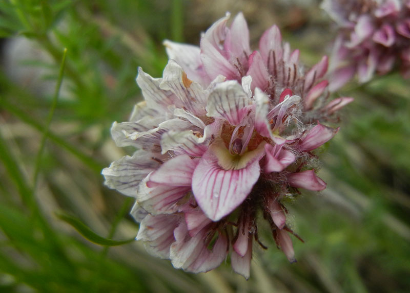 Anthyllis montana / Vulneraria montana